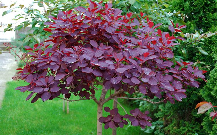 Cotinus coggygria