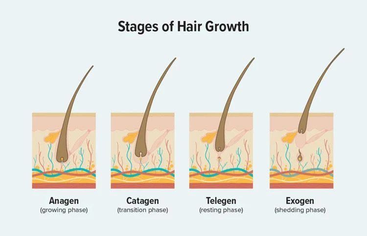 Hair Growth