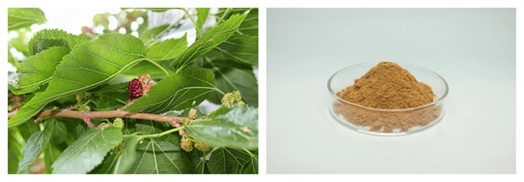 Mulberry Leaf Extarct Powder
