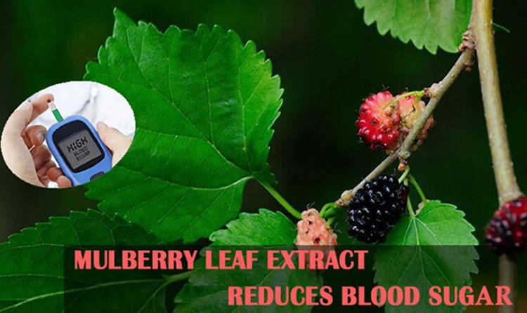 Mulberry Leaf Extract Powder Reduces Blood Sugar
