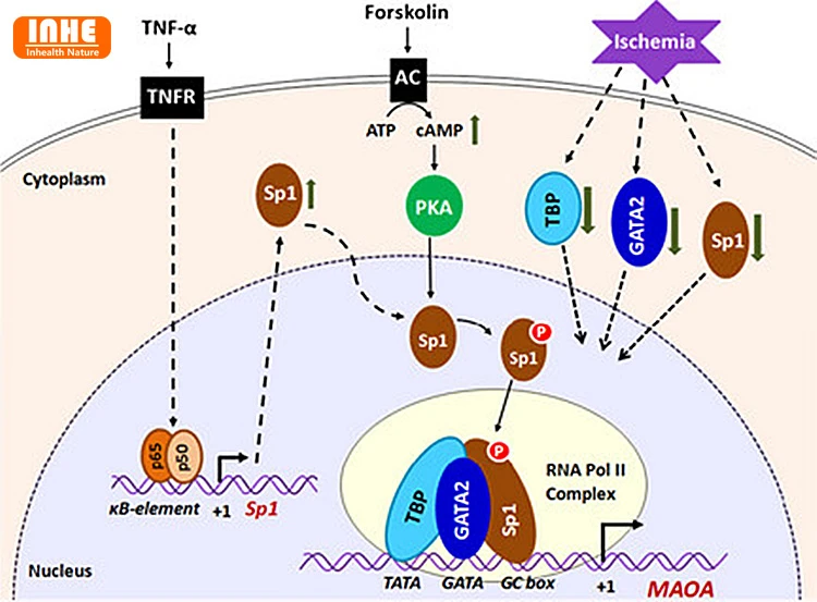 Mechanism Action of CAMP Activated by Forskolin