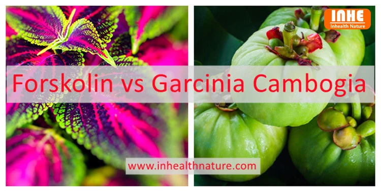 Forskolin vs Garcinia Cambogia