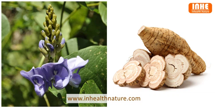 Kudzu Flower and Kudzu Root
