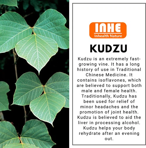 Health Benefits of Kudzu Root Extract Powder